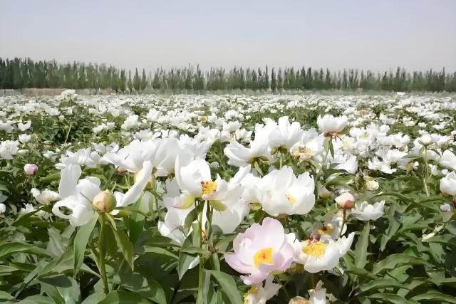 Red Peony Root Cut (Radix Paeoniae Rubra) Powder