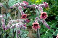 Rehmannia root Slices Powder Rehmannia glutinosa (Gaertn.) Libosch. ex Fisch. & C. A. Mey