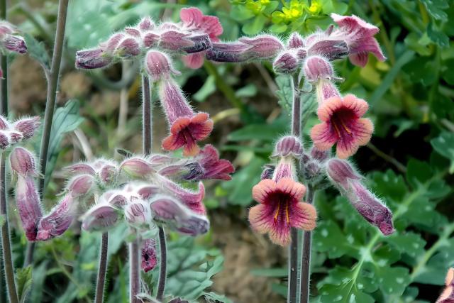 Rehmannia root Slices Powder Rehmannia glutinosa (Gaertn.) Libosch. ex Fisch. & C. A. Mey