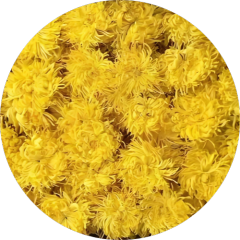 Chrysanthemum Petals Tea Dried Whole Powder