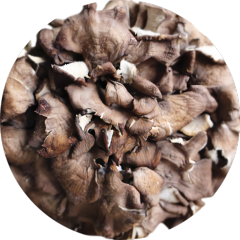 Grifola frondosa (Maitake Mushroom) Slices Powder Whole Grifola frondosa