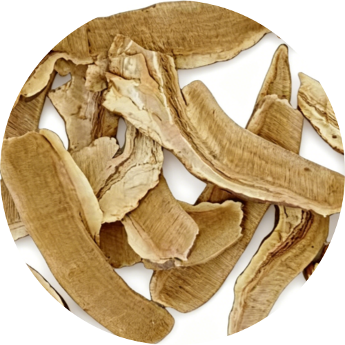 Chinese Yam (Dioscorea Opposita) - Nature's Nourishing Root