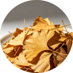 Organic Ginkgo biloba leaf