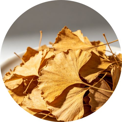 Organic Ginkgo biloba leaf