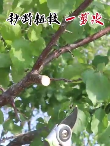 Tesoura De Poda Profissional Podão Ferramentas Para Jardim