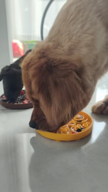 Custom Slow Feeder Dog Bowl