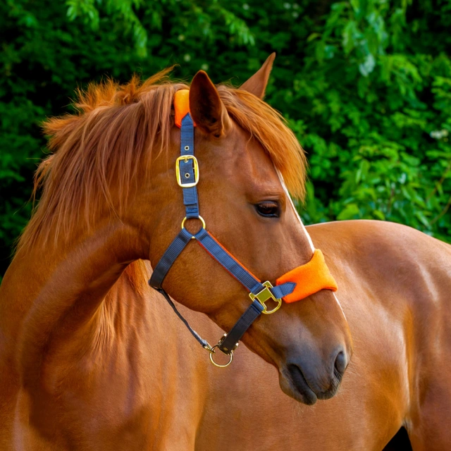 equestrian equipment manufacturer