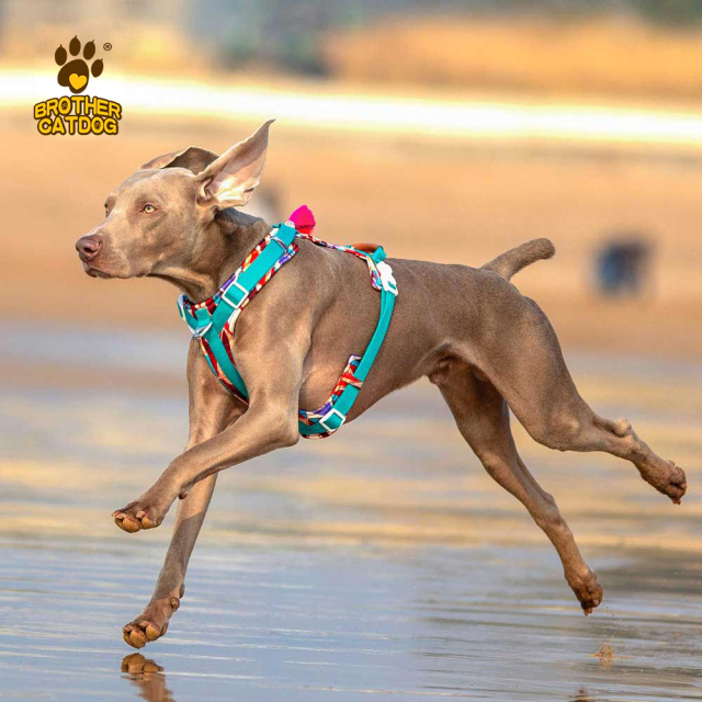 Dog Apparel Supplier / Dog Harness & accessories