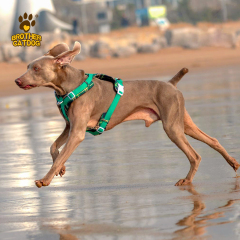Wholesale Pet Supplies / Dog Harness For Large Dogs