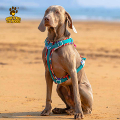 Dog Apparel Supplier / Dog Harness & accessories