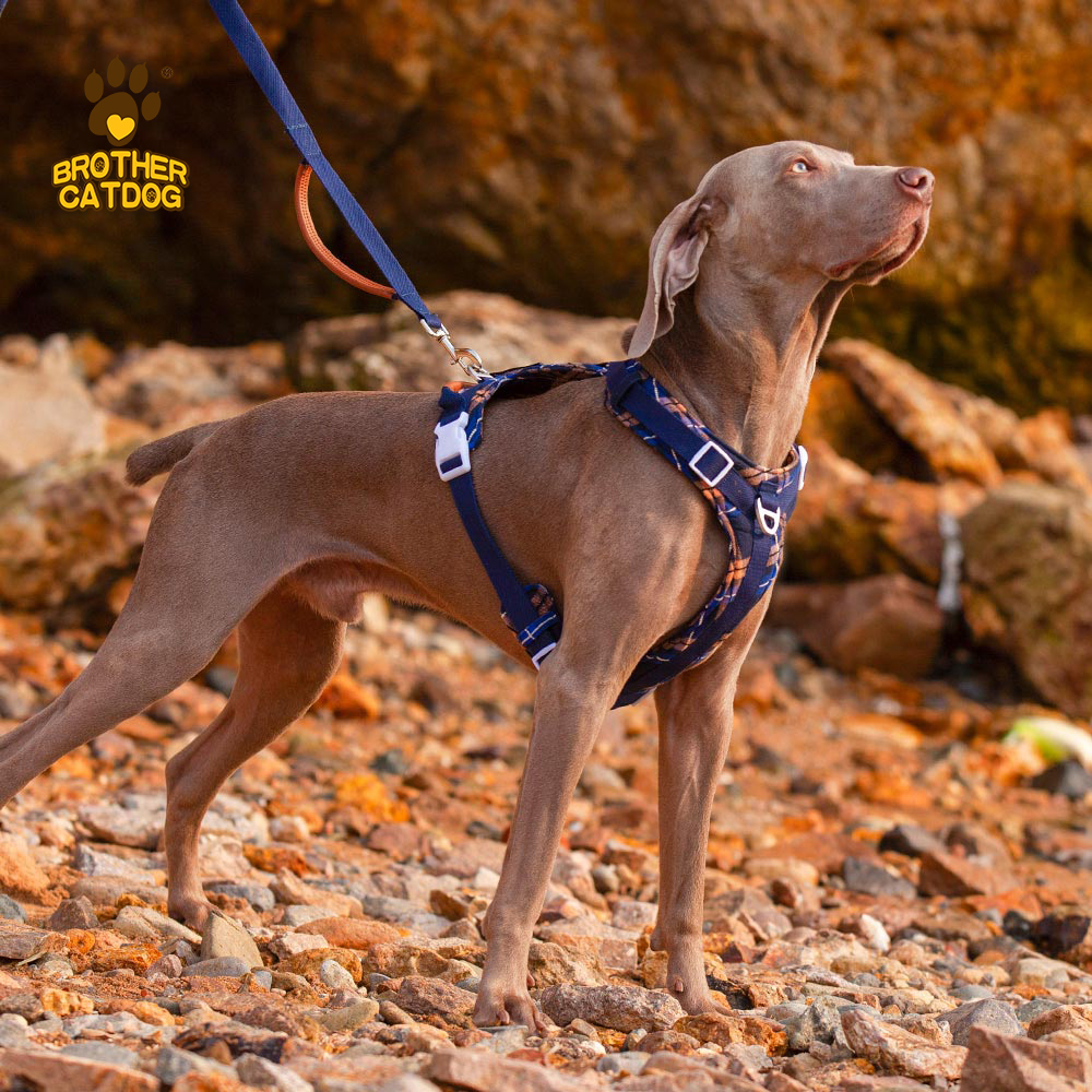 Quality Puppy and Dog Harnesses / Custom dog harness