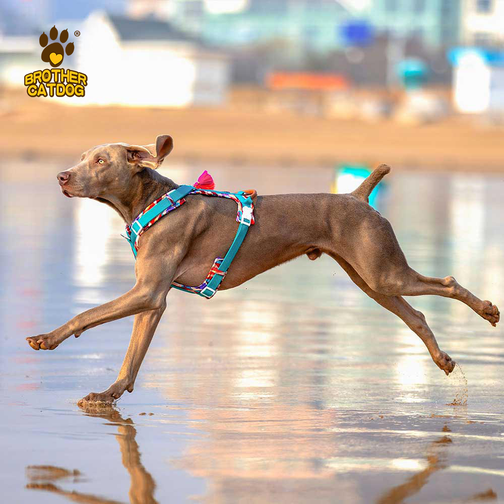 Dog Apparel Supplier / Dog Harness & accessories