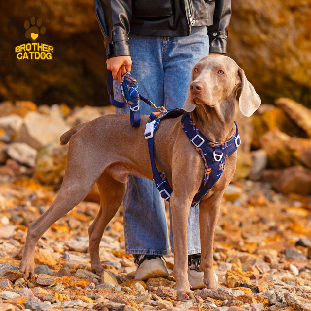 Quality Puppy and Dog Harnesses / Custom dog harness