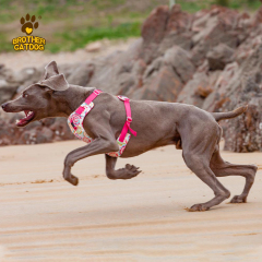 Professional Custom Polyester Dog Harness & Personalized Pet Harness
