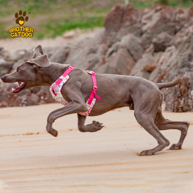 Professional Custom Polyester Dog Harness & Personalized Pet Harness
