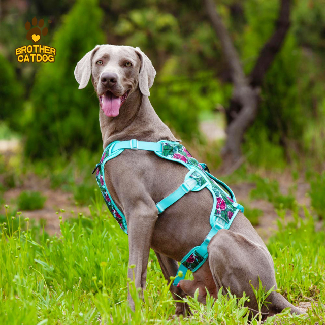 Wholesale Pet Supplies / Dog Harness Custom Design / Dog Accessories