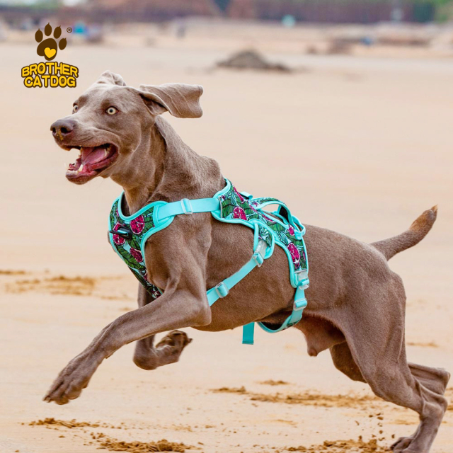 Wholesale Pet Supplies / Dog Harness Custom Design / Dog Accessories