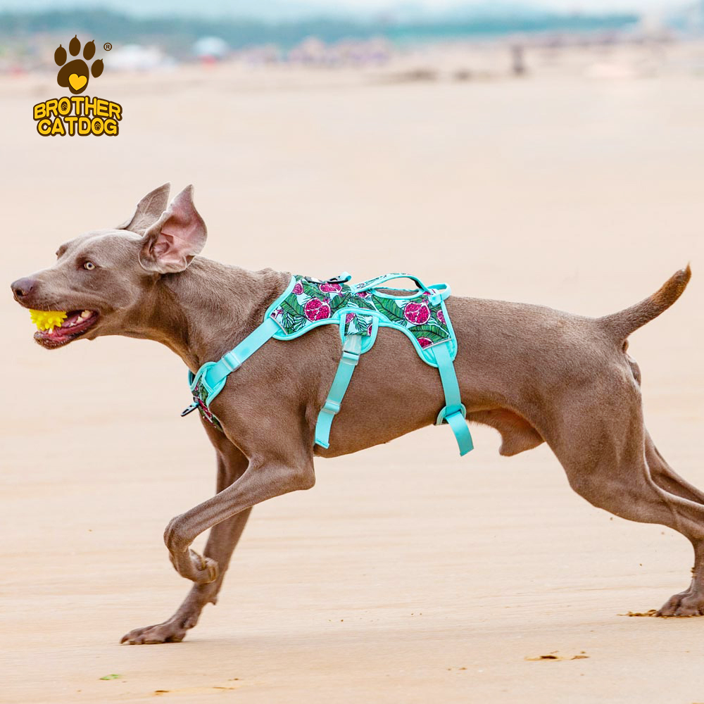 Wholesale Pet Supplies / Dog Harness Custom Design / Dog Accessories