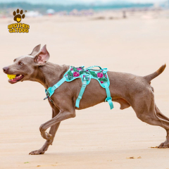 Wholesale Pet Supplies / Dog Harness Custom Design / Dog Accessories