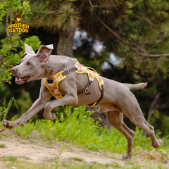 Custom Dog Harness -Personalized For Comfort / wholesale pet supplies