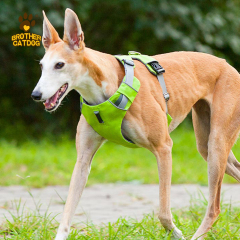 Personalized Dog Harness / Quality Dog Harness /  Everyday Harnesses for dogs