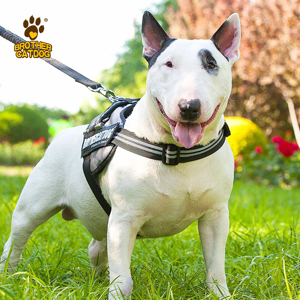 Dog Harness Set Custom Personalized / Dog Colar and Harnesses /Eco-friendly Dog Supplies / Supplies For Dogs