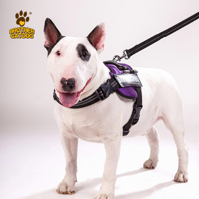 Dog Harness Set Custom Personalized / Dog Colar and Harnesses /Eco-friendly Dog Supplies / Supplies For Dogs