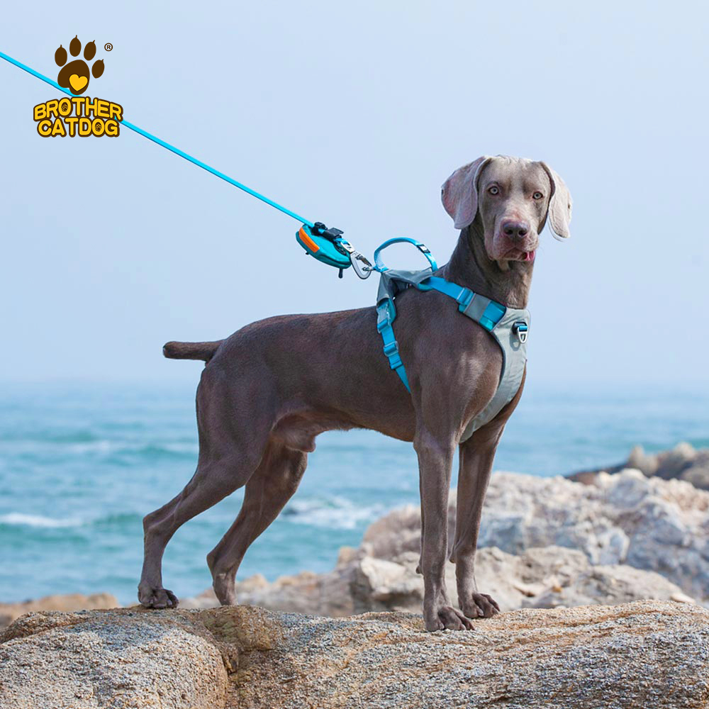 Dog Harness Custom Logo / Collars  & Leashes For Dogs