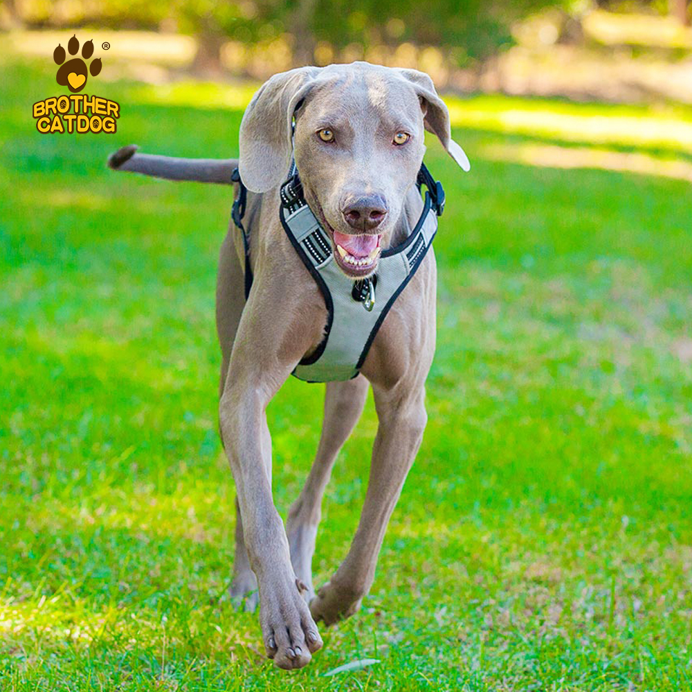 Dog accessories pet training supplies / Dog harness no pull / Wholesale dog harnesses