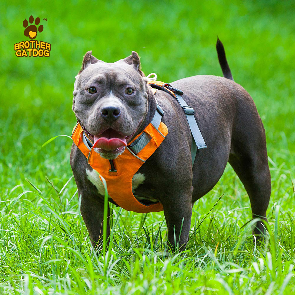 Personalized Dog Harness / Quality Dog Harness /  Everyday Harnesses for dogs