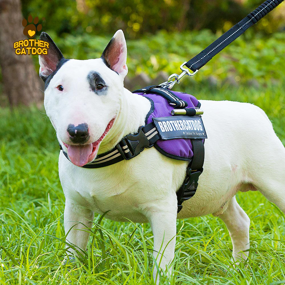 Dog Harness Set Custom Personalized / Dog Colar and Harnesses /Eco-friendly Dog Supplies / Supplies For Dogs