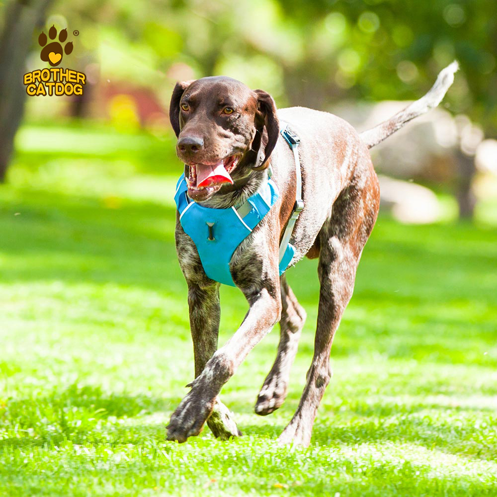 Personalized Dog Harness / Quality Dog Harness /  Everyday Harnesses for dogs