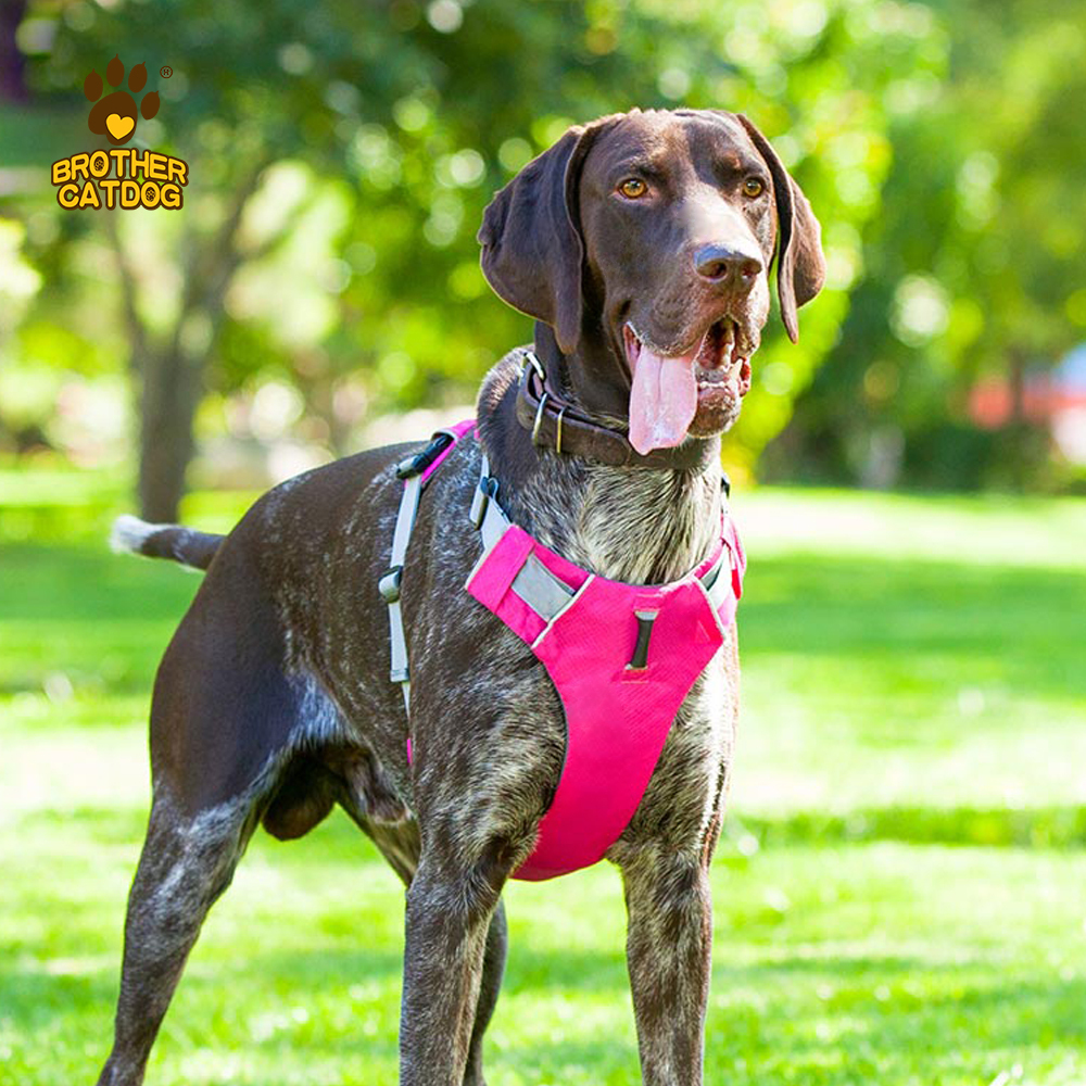 Personalized Dog Harness / Quality Dog Harness /  Everyday Harnesses for dogs