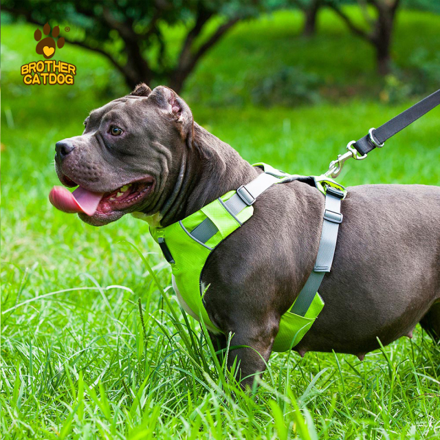 Personalized Dog Harness / Quality Dog Harness /  Everyday Harnesses for dogs
