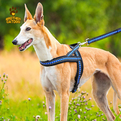 China Wholesales Dog Supplies / Dog & Puppy Harnesses / Manufacturing Pet Supplies / Custom Dog Products / Made in Trianglewin