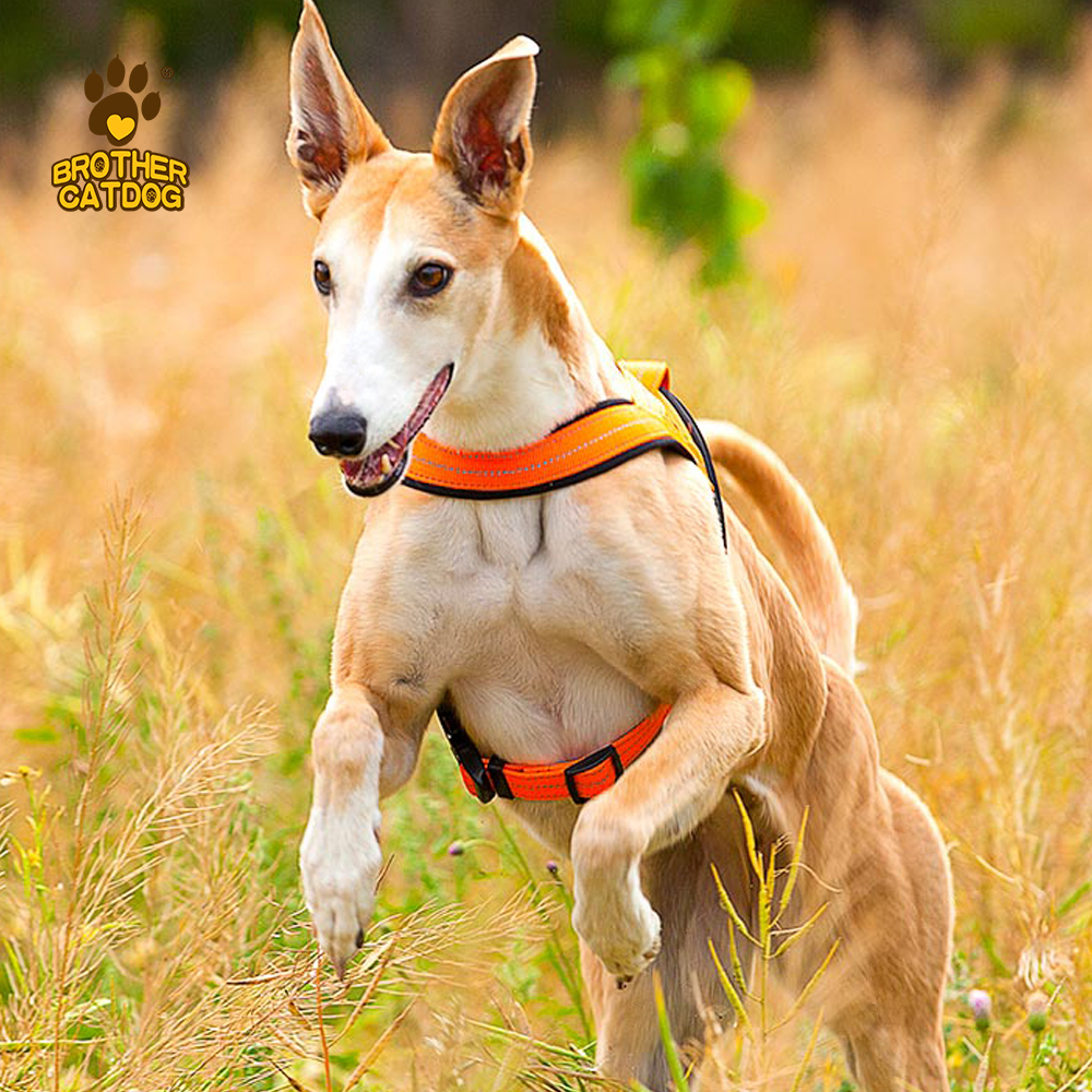 Dog Harness & Leashes & Collars / Quality Puppy and Dog Harnesses