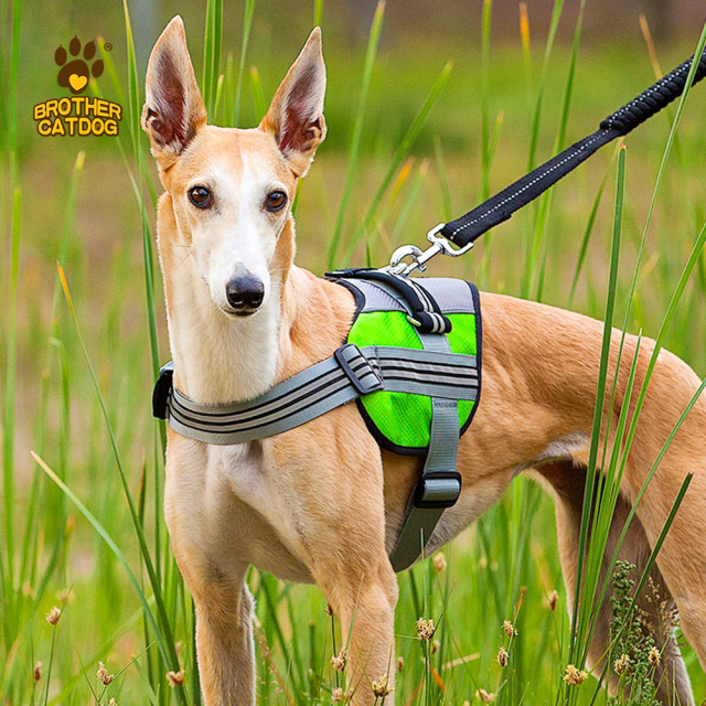 Dog Harness Custom Design / Dog accessories Pet training supplies / Manufacturer & Factory