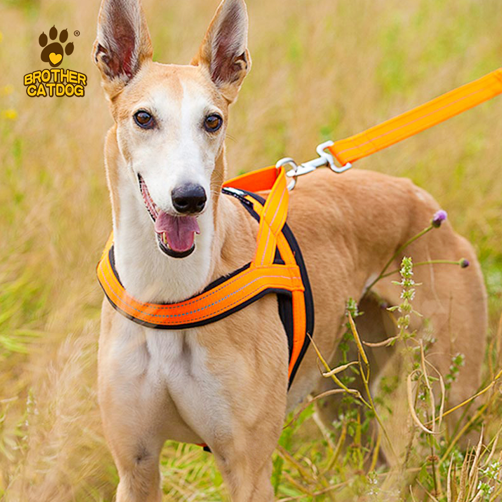 Dog Harness & Leashes & Collars / Quality Puppy and Dog Harnesses
