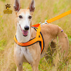 Dog Harness & Leashes & Collars / Quality Puppy and Dog Harnesses