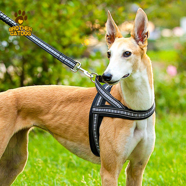 China Wholesales Dog Supplies / Dog & Puppy Harnesses / Manufacturing Pet Supplies / Custom Dog Products / Made in Trianglewin