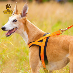 Dog Harness & Leashes & Collars / Quality Puppy and Dog Harnesses