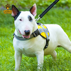 Dog Harness Custom Design / Dog accessories Pet training supplies / Manufacturer & Factory