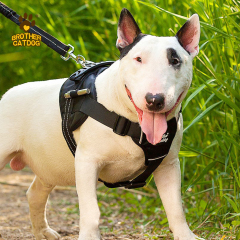 Dog products 2025 / Dog Harnesses & Leashes & Collars & Dog Clothes & Dog Supplier & Factory / Made in Trianglewin