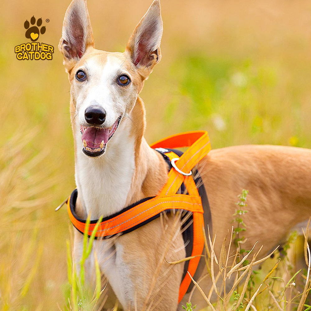 Dog Harness & Leashes & Collars / Quality Puppy and Dog Harnesses