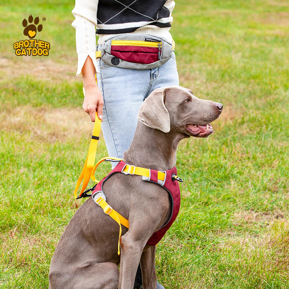 Dog Running Leash / Hands free dog leash / Reflective dog collars and leashes