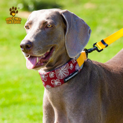 Pet Supplies / Dog collars & Harnesses & Leashes