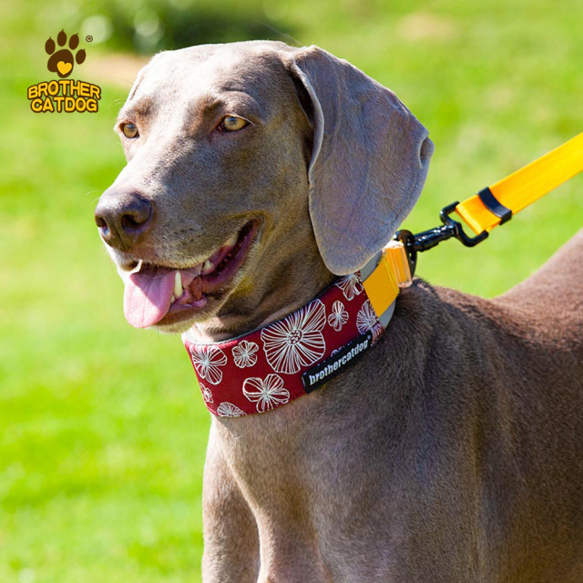 Pet Supplies / Dog collars & Harnesses & Leashes