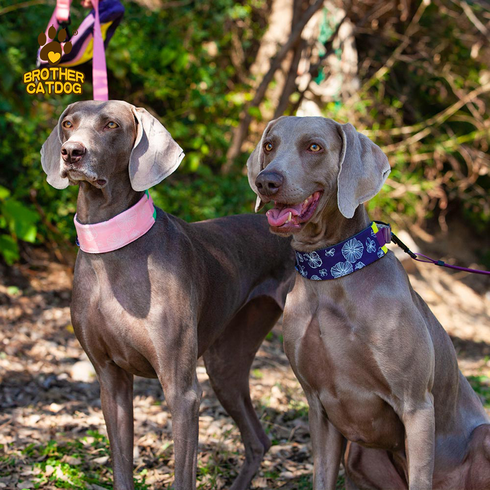 Pet Supplies / Dog collars & Harnesses & Leashes