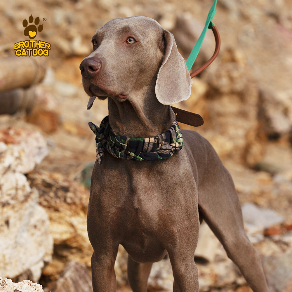 Personalized Dog collars / Custom Dog Collars / Dog Collar Leather / Brother Cat Dog