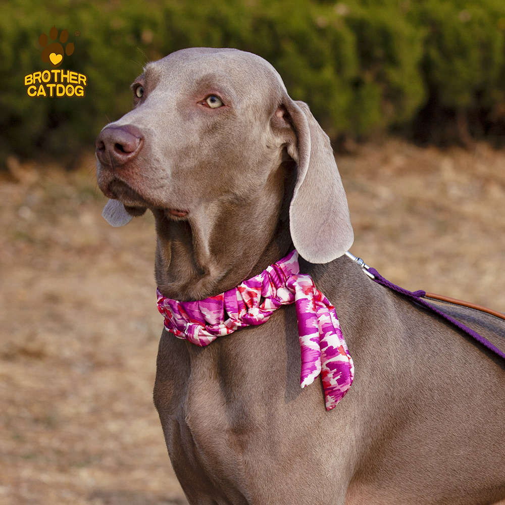 Personalized Dog collars / Custom Dog Collars / Dog Collar Leather / Brother Cat Dog